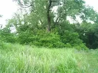 one of the oldest trees.webp one of the oldest trees.webp