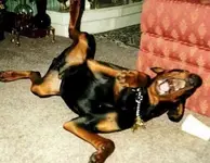 dog.webp