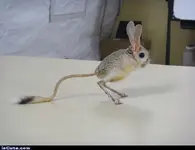 kangaroo-mouse-a72c32ee-dfb6-44f5-8f14-04f8e9b5bd8-resize-750.webp
