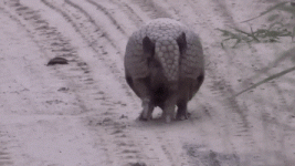 feb-already-wat-2.gif