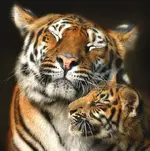 5R0pQ2a2AdIavmsAHtMYWEIF--oHJduMXdQ_lzeJklY.webp