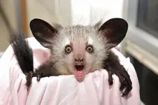 weirdanimals3ayeaye-21576.webp