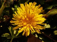 DSCN2500.webp