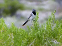 trip 060619 7.webp
