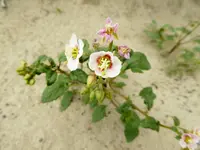 desert bloom 1.webp