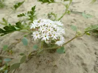 desert bloom 2.webp