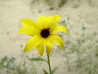 desert bloom 3.webp