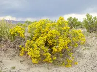 desert bloom 4.webp