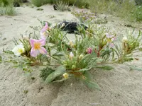 desert bloom 5.webp