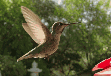 df449f251148593698f9a82fda66bb97.gif
