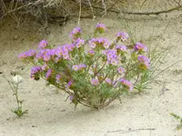 desert bloom 6.webp