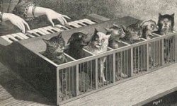 Hillbilly Prince Cat-Piano-009.jpg