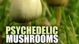 Psychedelic Mushrooms.webp