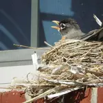 DSCN9737.webp
