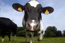 cow-with-ear-tag-eu.webp