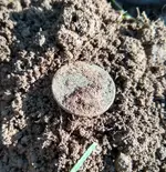 LC Dirt.webp