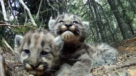 F47Kittens.webp