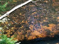 Creek1.webp