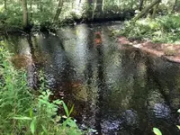 Creek2.webp