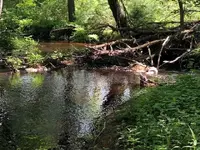 Creek4.webp