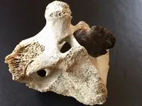 Bone2.webp