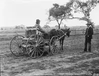 Australian_rabbiter,_NSW_from_The_Powerhouse_Museum_Collection.webp Australian_rabbiter,_NSW_from_The_Powerhouse_Museum_Collection.webp