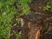 DSCF0005.webp
