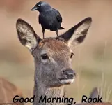 good mornrook.webp good mornrook.webp