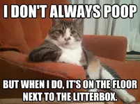 Cat-meme-poop-next-to-litterbox.webp