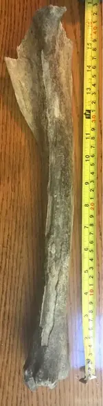 ImageUploadedByTreasureNet.com1561417873.483785.webp