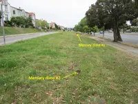 Finds 7-20-19 006.webp
