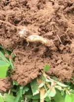 gold ice ring1.webp