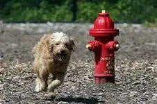 dog being chased by fire hydrant.webp