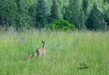 0777-2.webp