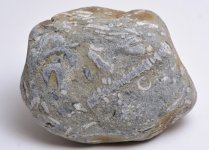 fossil plate beach pebble3.jpg
