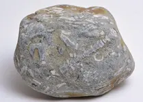 fossil plate beach pebble3.webp