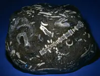 fossil plate beach pebble.webp