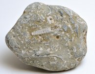 fossil plate beach pebble4.jpg