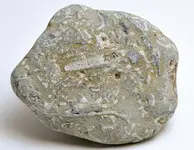 fossil plate beach pebble4.webp