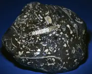 fossil plate beach pebble2.webp