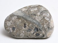 fossil plate beach pebble6.jpg