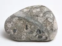 fossil plate beach pebble6.webp