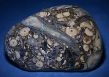 fossil plate beach pebble5.webp