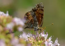 0344-1.webp