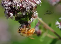 789honeybee-2.webp