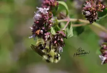 791bee-1.webp