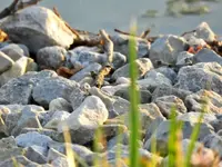 DSCN9976.webp