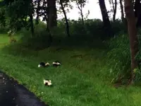 SKUNKS.webp SKUNKS.webp