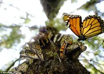 1412199727405_wps_10_MONARCH_BUTTERFLIES_LINE_.webp 1412199727405_wps_10_MONARCH_BUTTERFLIES_LINE_.webp
