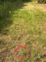 ImageUploadedByTreasureNet.com1561511783.899935.webp
